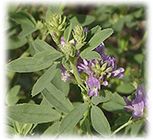 VitaFer C - lucerna alfalfa